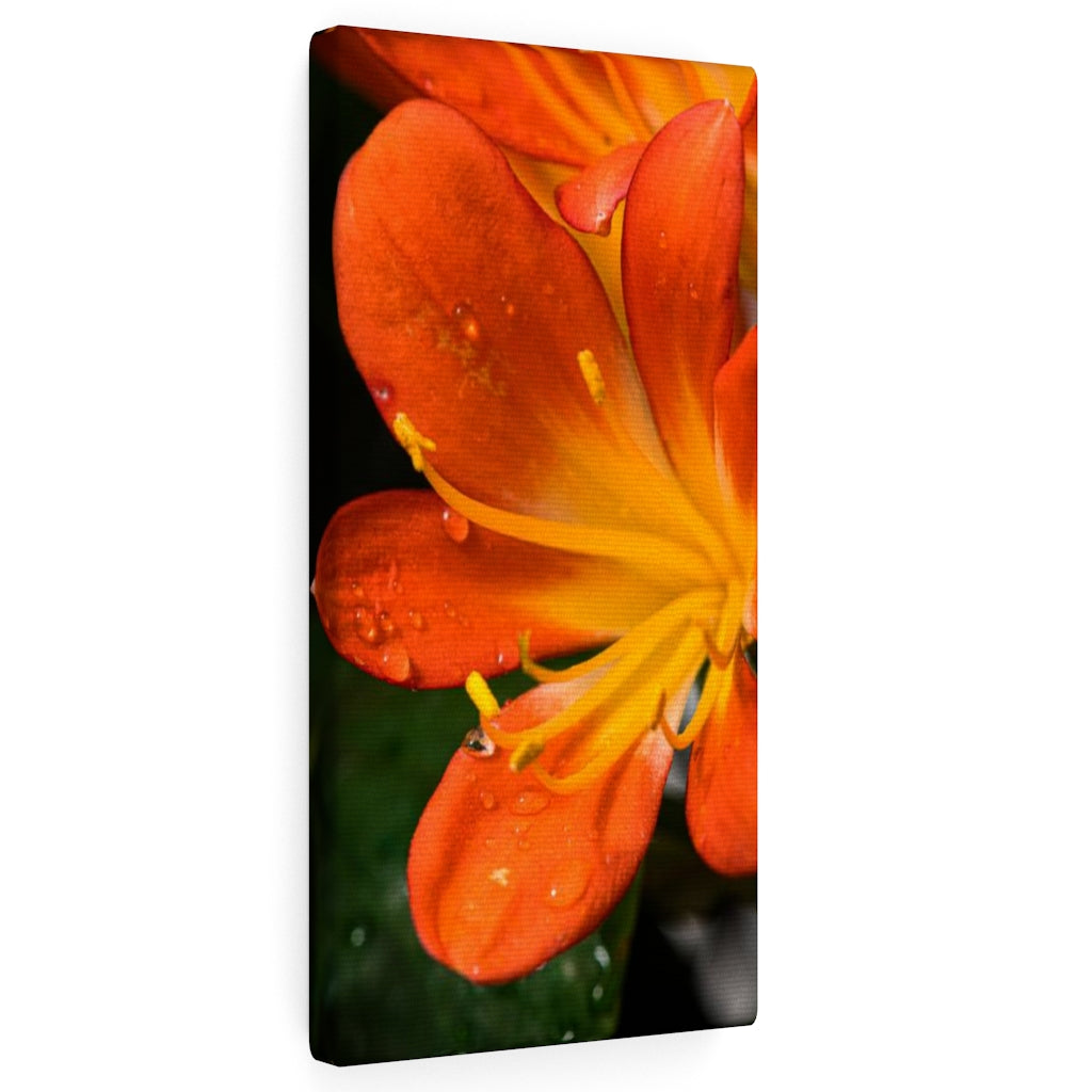 Bright Bush Lily - Canvas