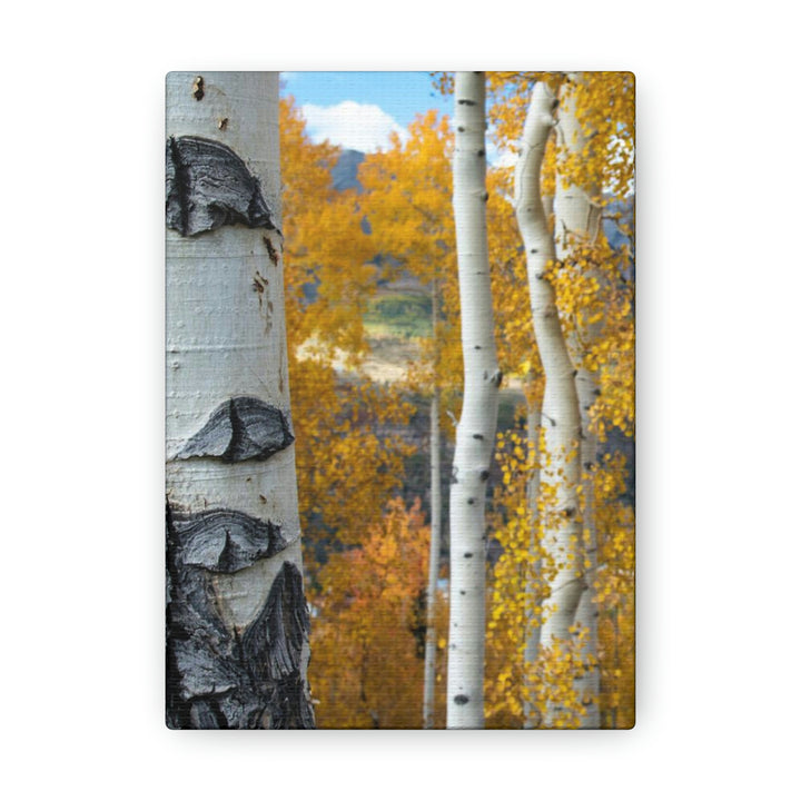 Aspens Changing - Canvas