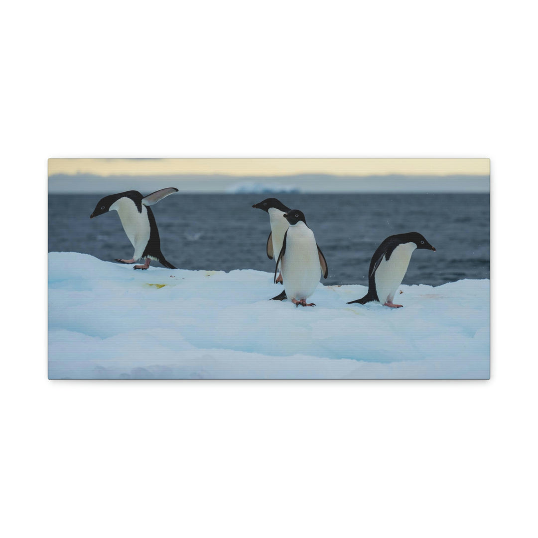 Penguin Dance - Canvas