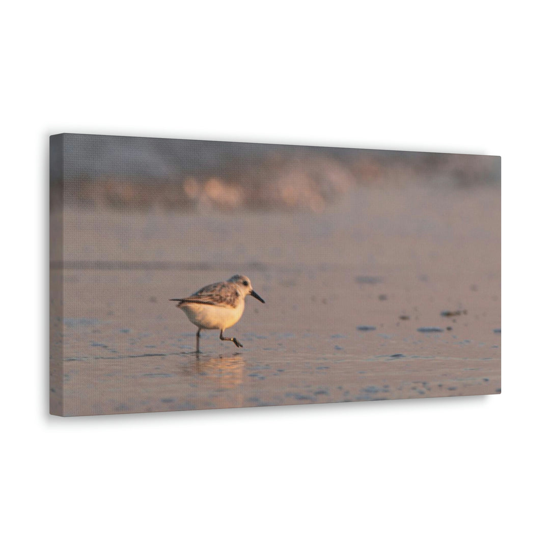 Sanderling in Soft Dusk Light - Canvas