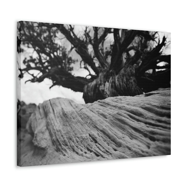 Desert Reach in Black and White - Canvas