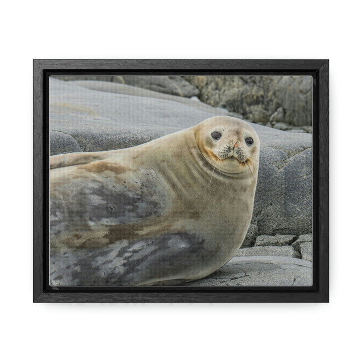 Weddell Smile - Canvas with Frame