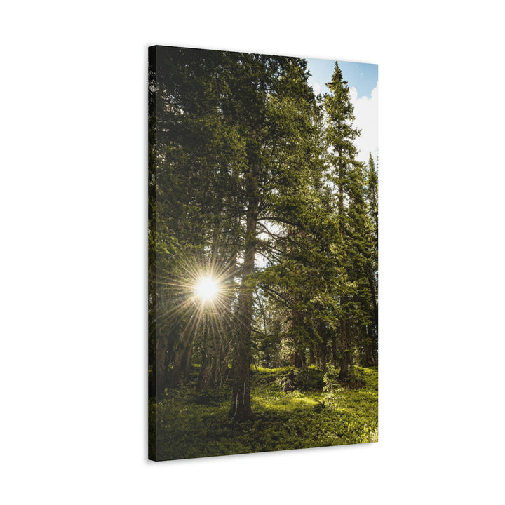 Forest Light - Canvas