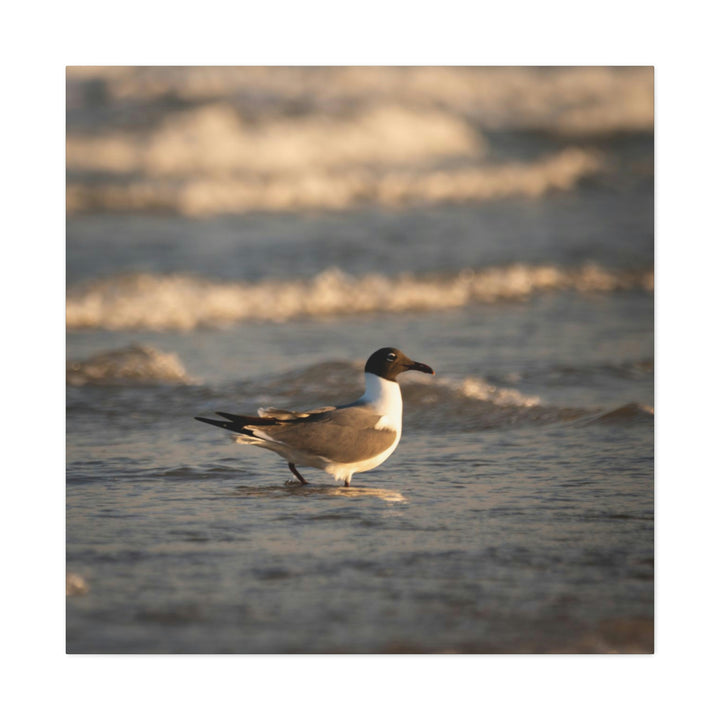 Laughing Gull in the Surf - Canvas