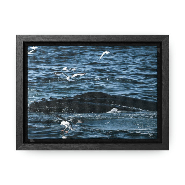 Humpback Hello - Canvas with Frame