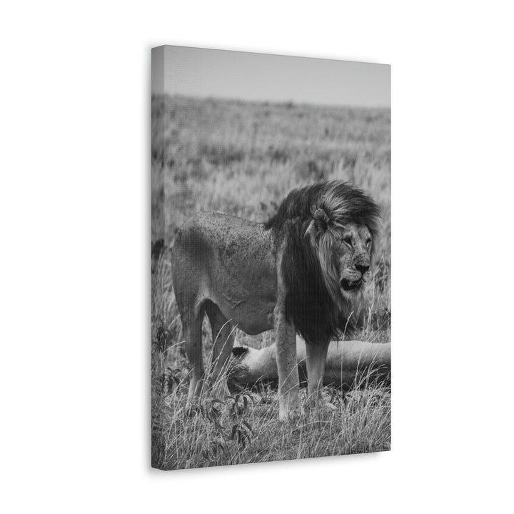 Mating Lions in Black and White - Canvas