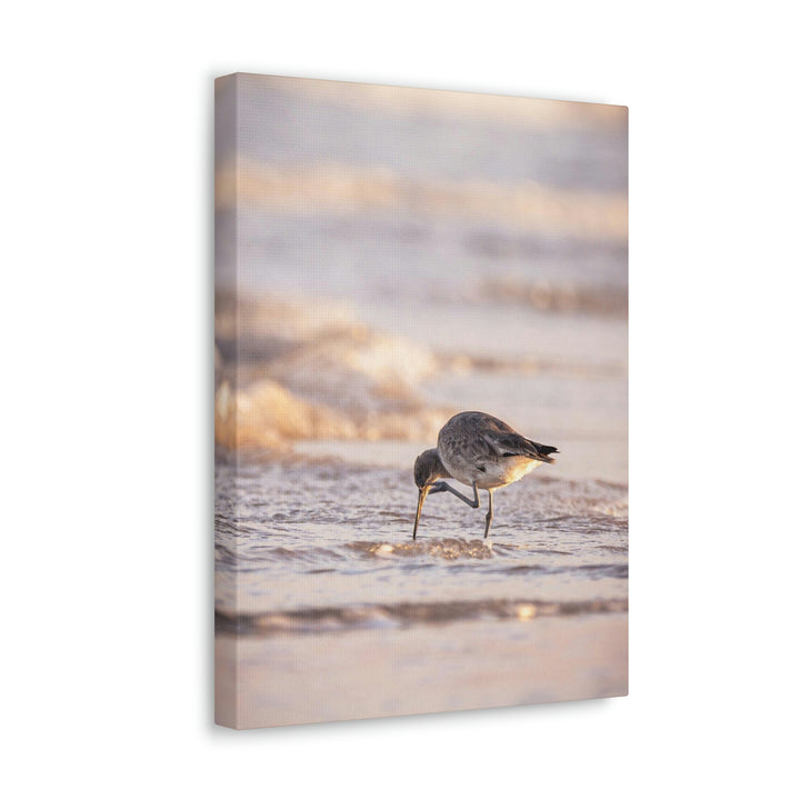 Willet Itch - Canvas