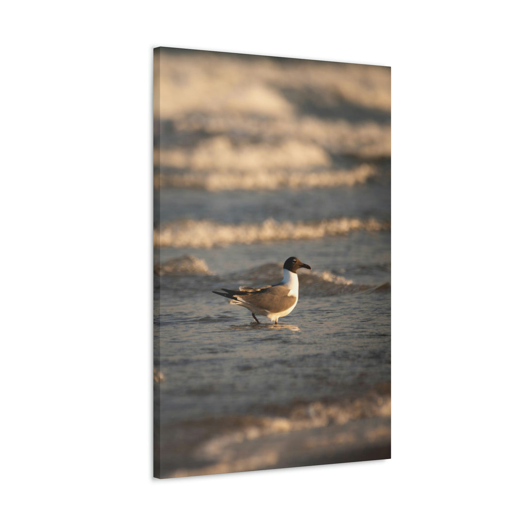 Laughing Gull in the Surf - Canvas