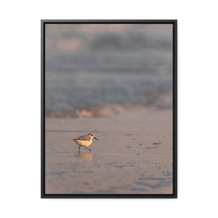 Sanderling in Soft Dusk Light - Canvas with Frame