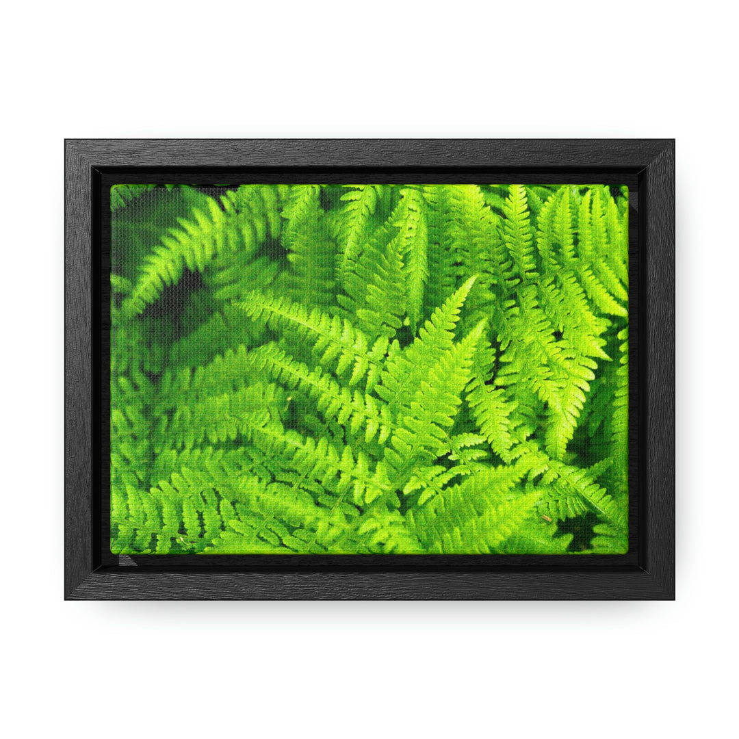 Ferns, Ferns, Ferns - Canvas with Frame