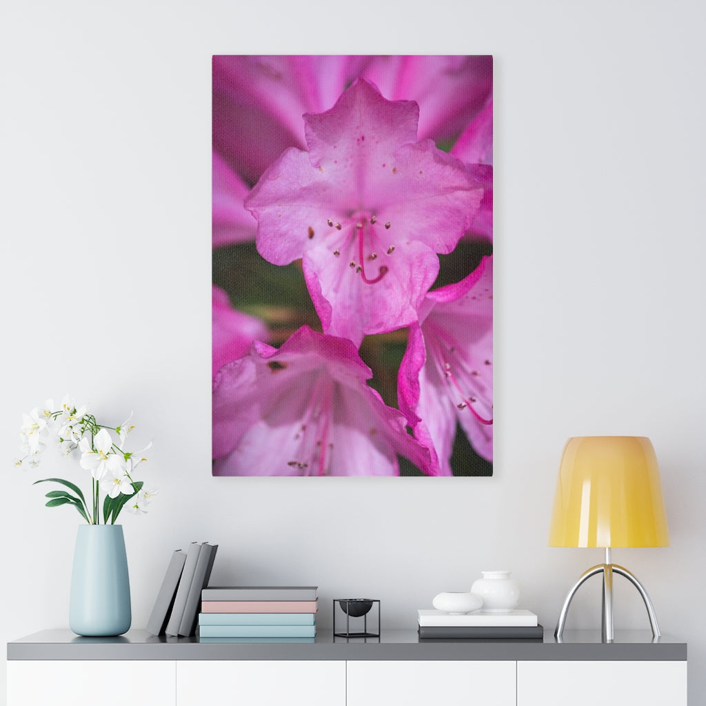 Soft Pinks - Canvas