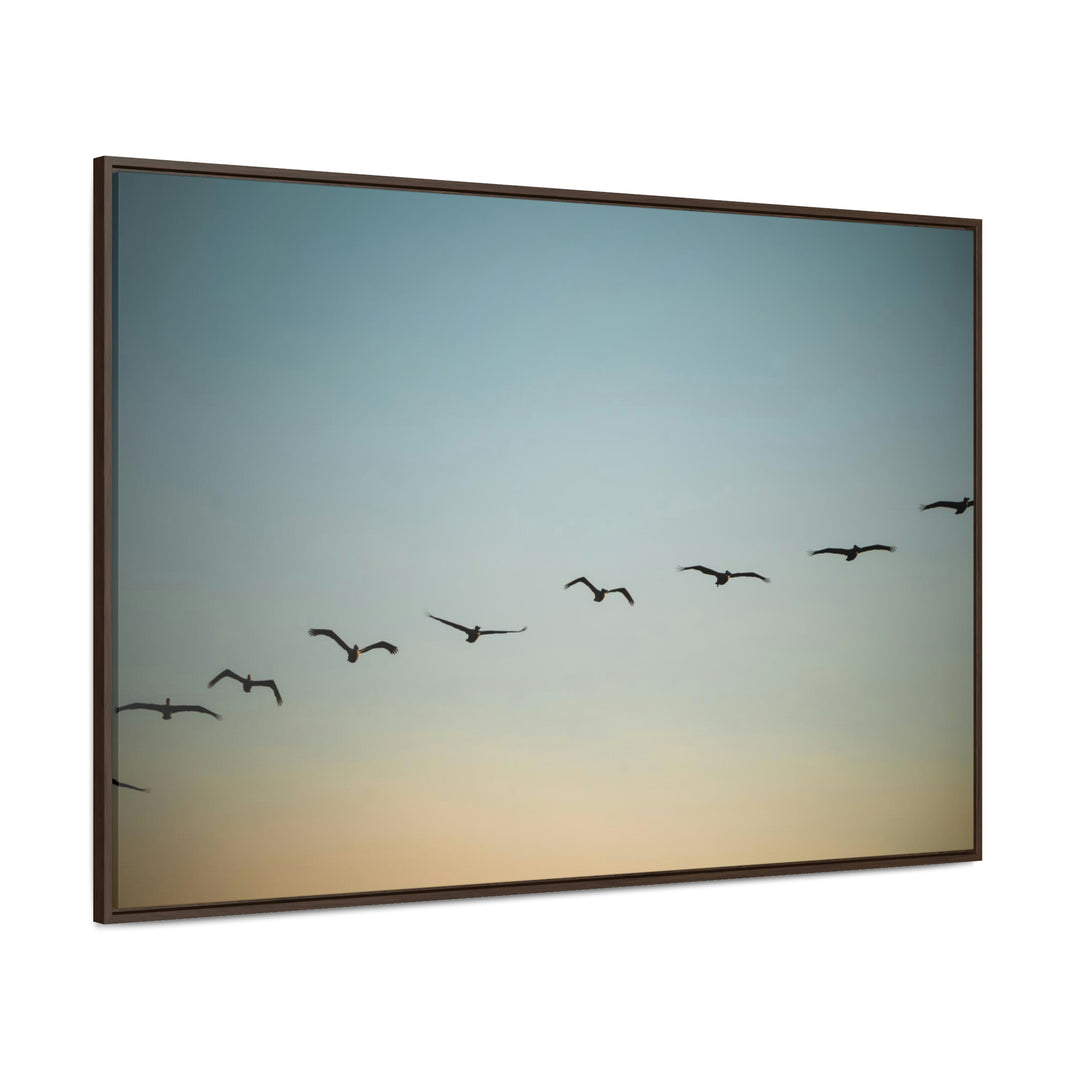 Brown Pelicans in Flight - Canvas with Frame