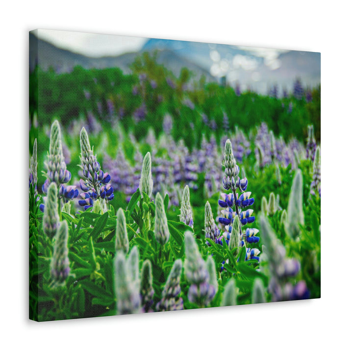 Glowing Lupin with Mountains - Canvas