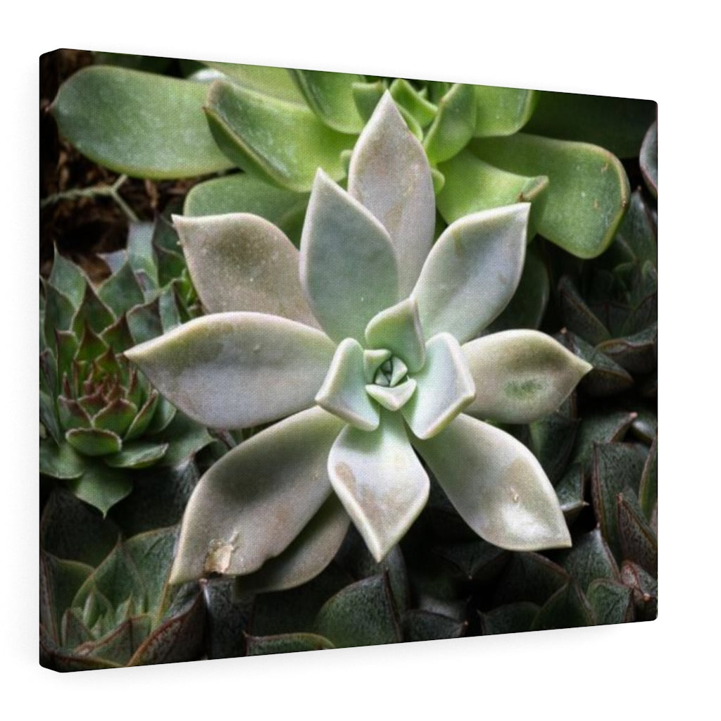 Succulent - Array - Canvas