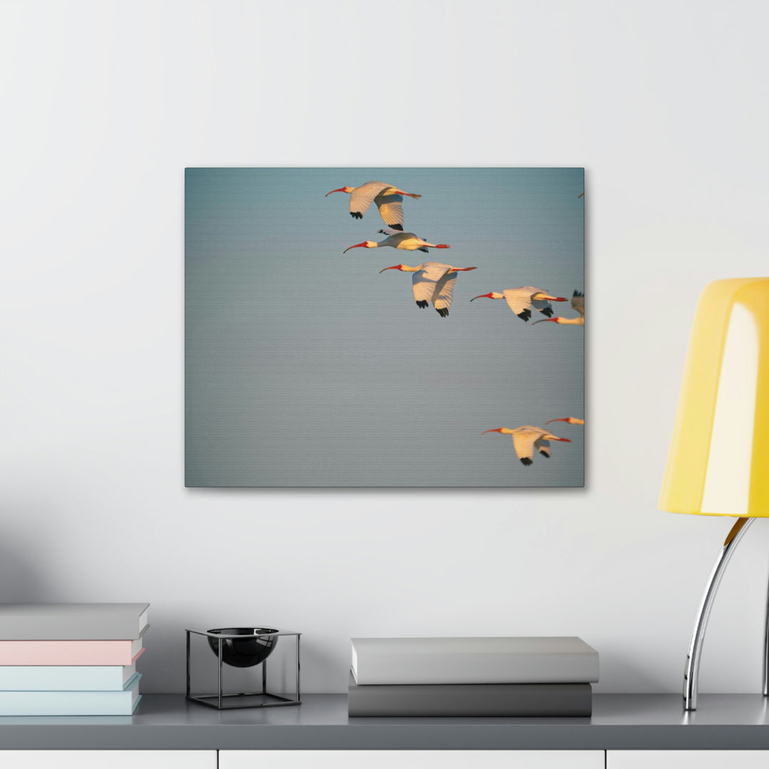 White Ibis in Flight - Canvas