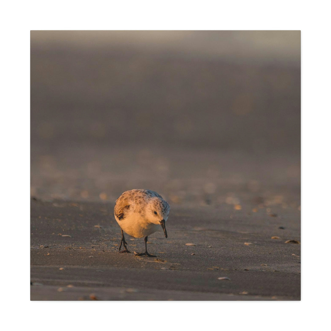 Feeding Sanderling - Canvas