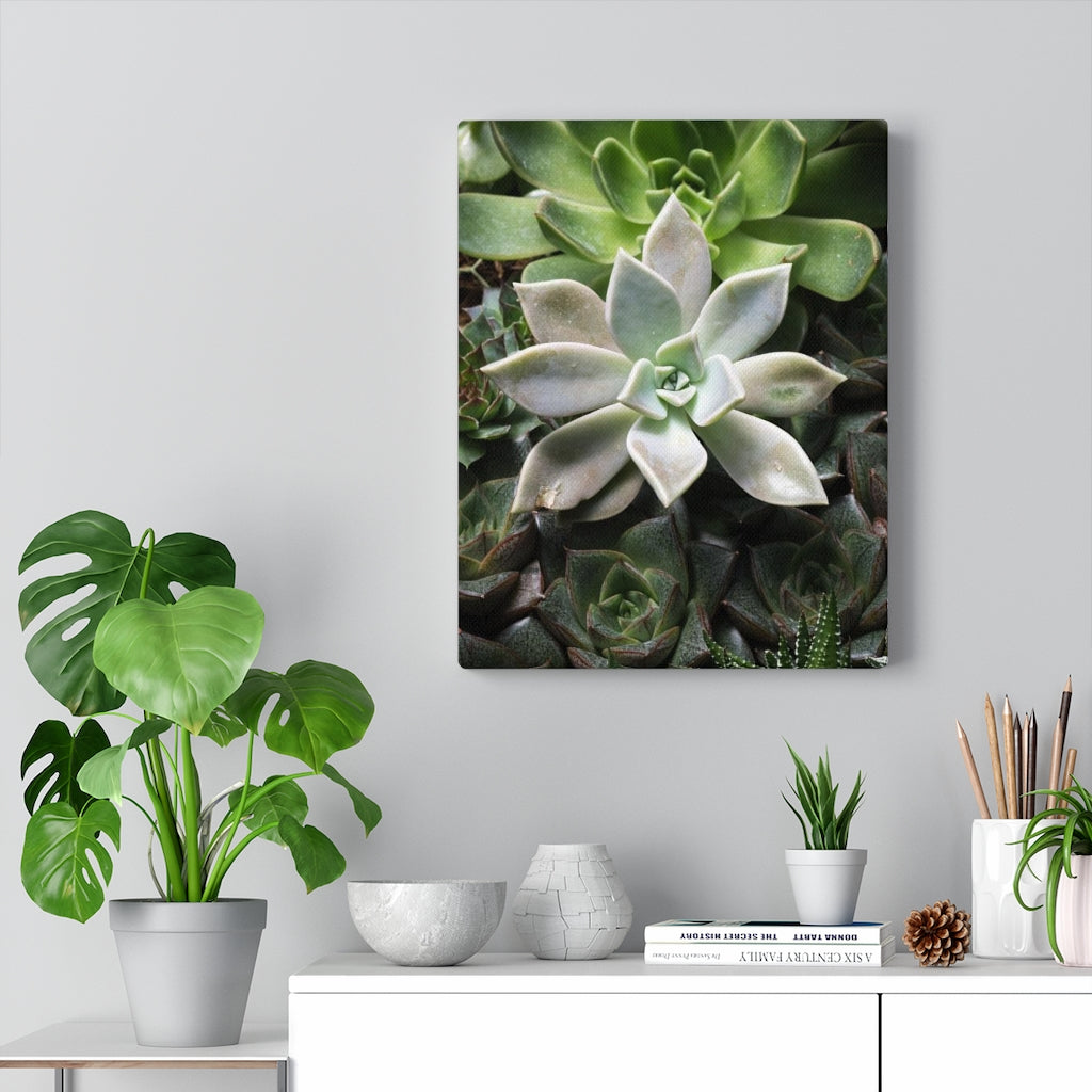 Succulent - Array - Canvas