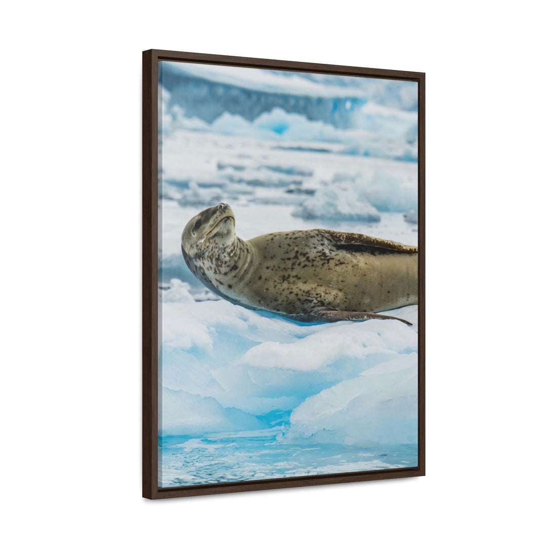 Leopard Seal Relaxing - Canvas with Frame