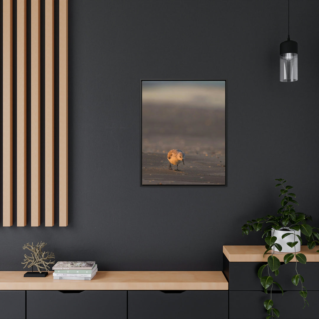 Feeding Sanderling - Canvas with Frame