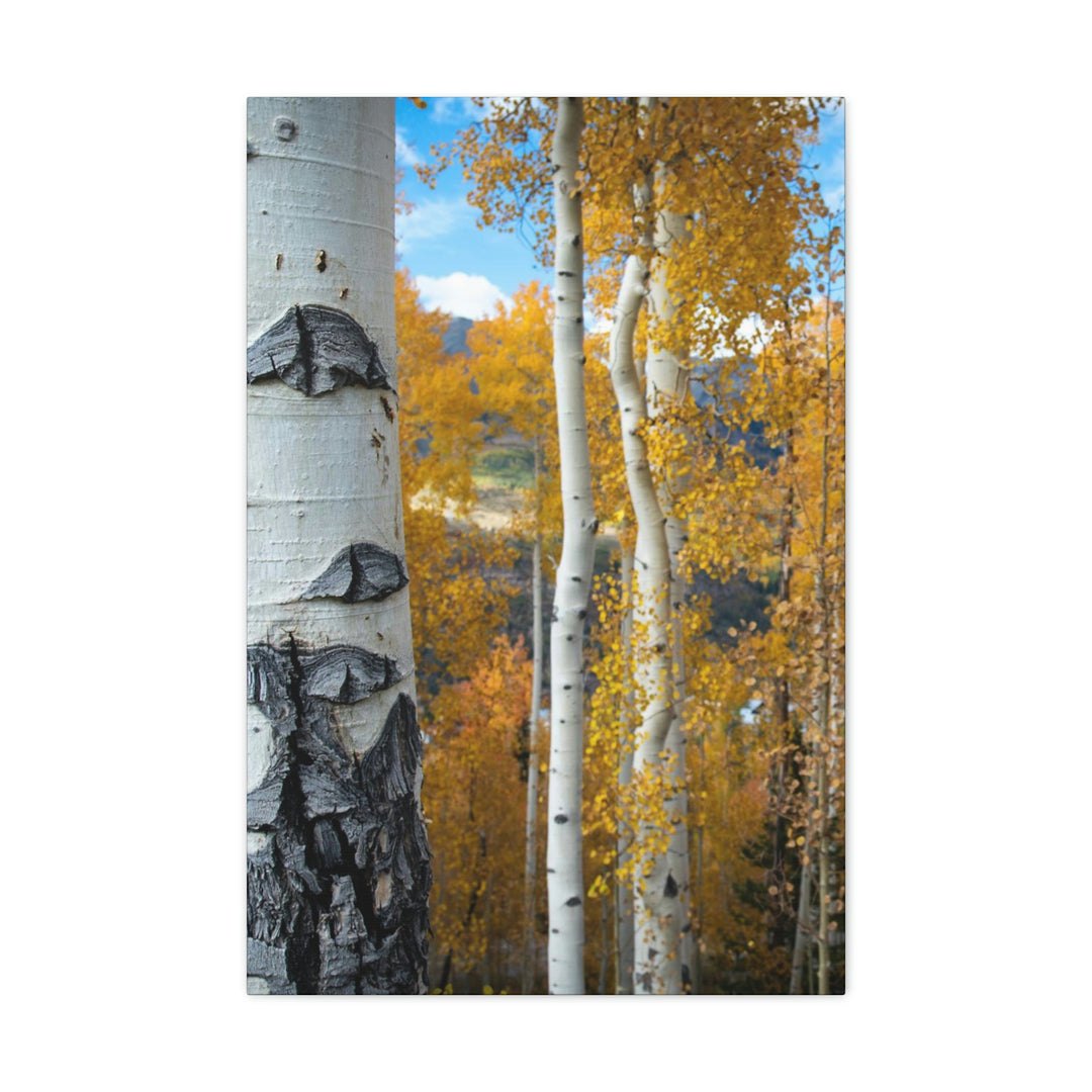 Aspens Changing - Canvas