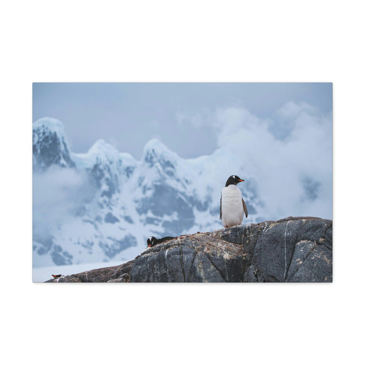 Poised Penguin - Canvas