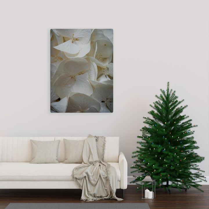 White Hydrangea Detail - Canvas