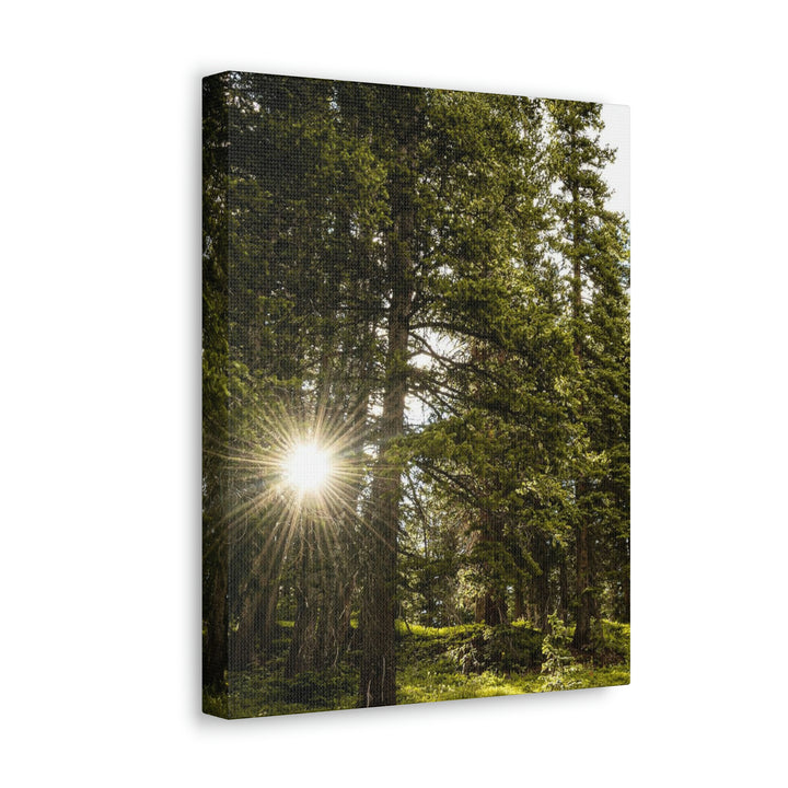 Forest Light - Canvas