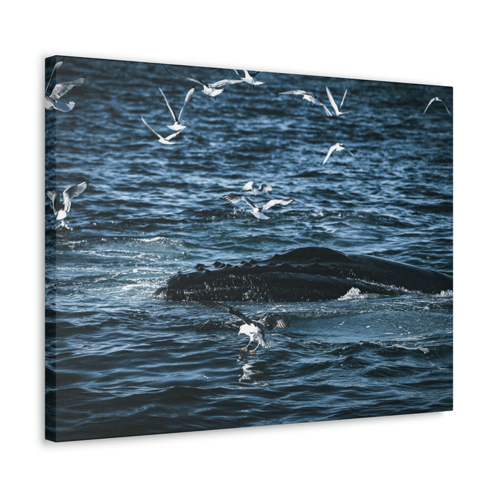 Humpback Hello - Canvas