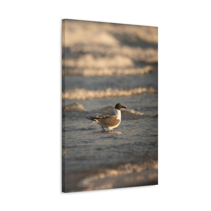 Laughing Gull in the Surf - Canvas