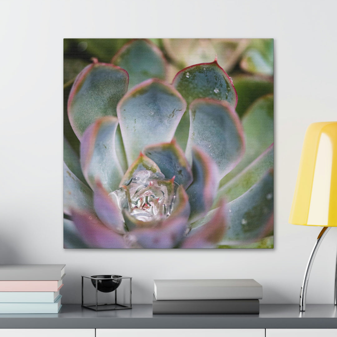 Stunning Succulent - Canvas