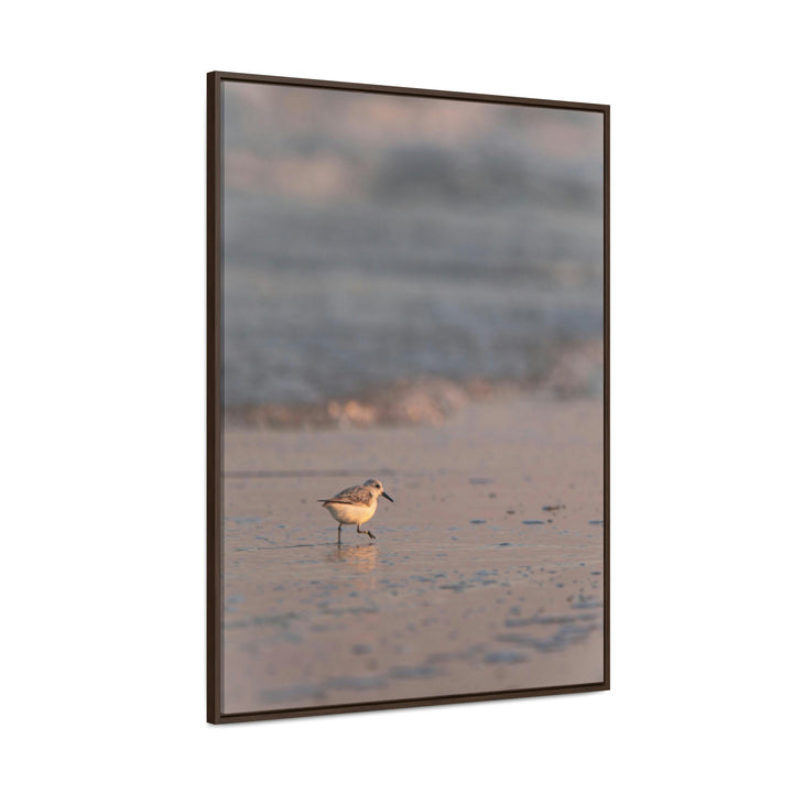 Sanderling in Soft Dusk Light - Canvas with Frame