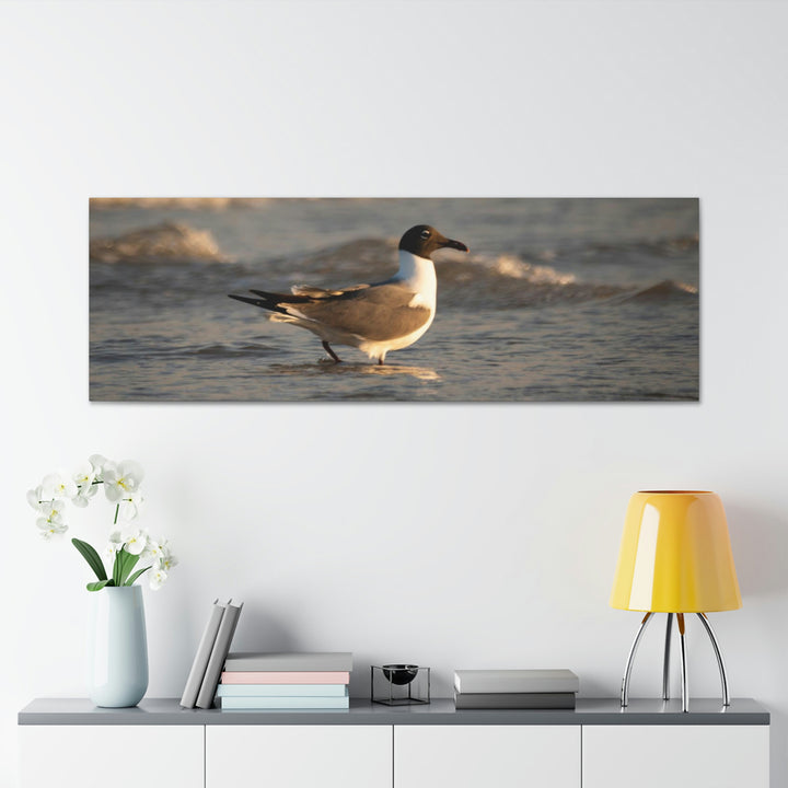 Laughing Gull in the Surf - Canvas