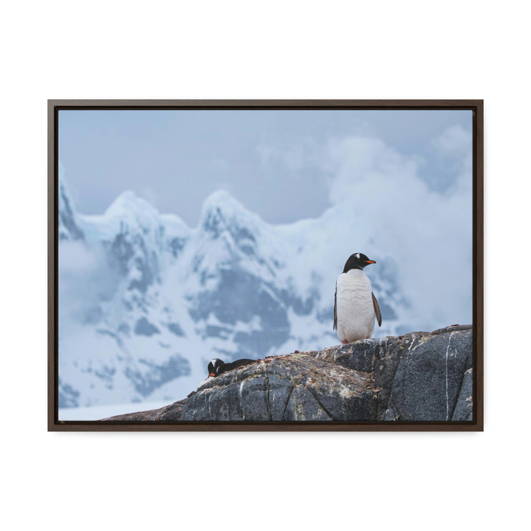 Poised Penguin - Canvas with Frame