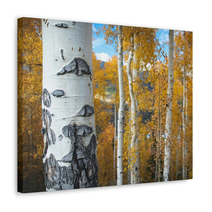 Aspens Changing - Canvas