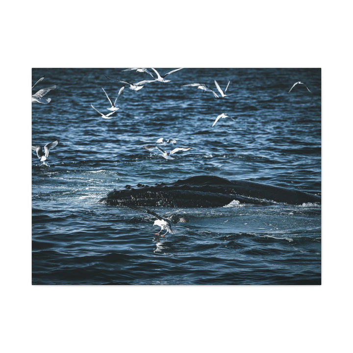 Humpback Hello - Canvas