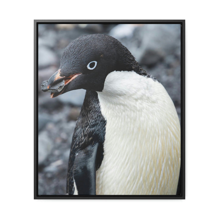 A Penguin's Pebble - Canvas with Frame