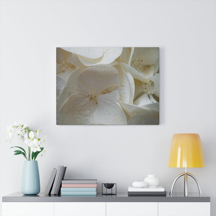 White Hydrangea Detail - Canvas