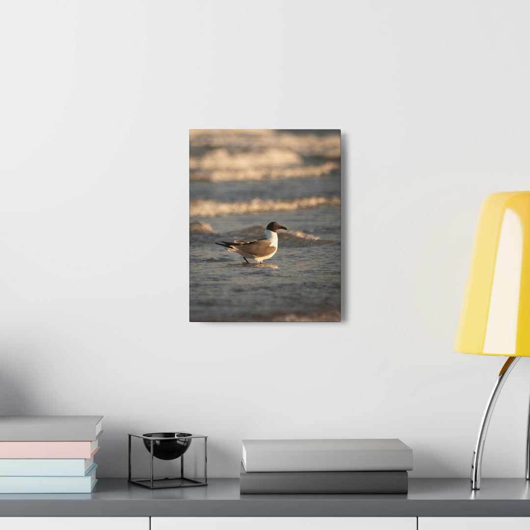 Laughing Gull in the Surf - Canvas