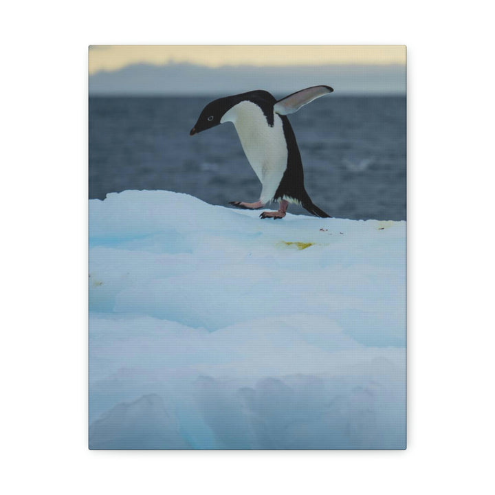 Penguin Dance - Canvas