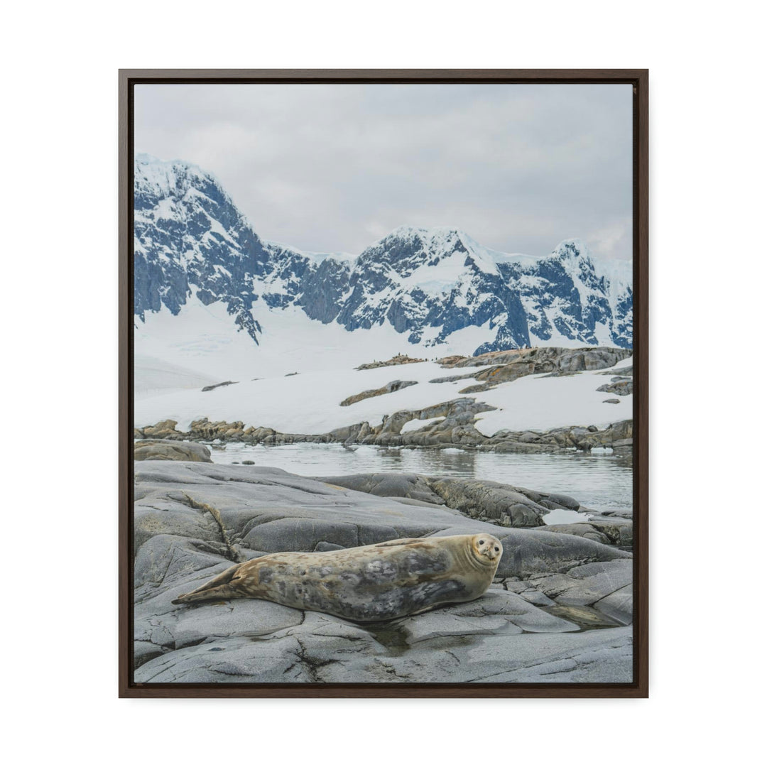 Weddell Relaxing - Canvas with Frame