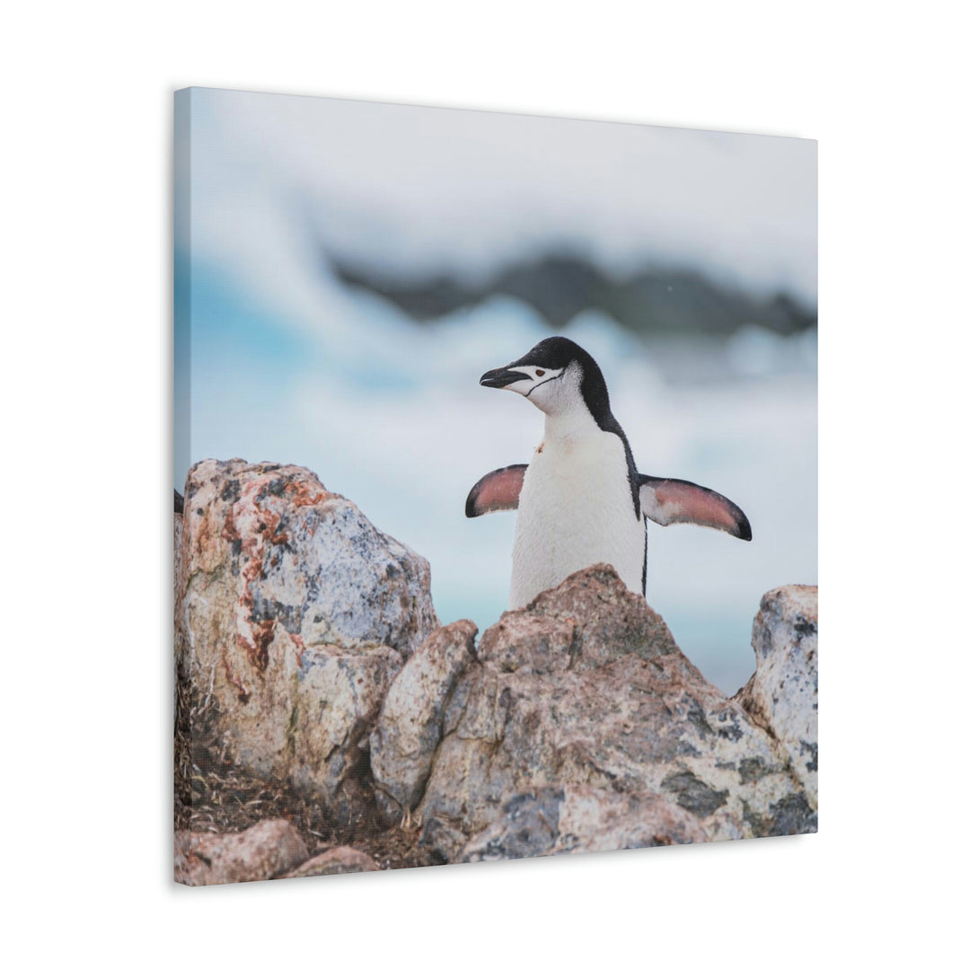 Stretched Penguin - Canvas