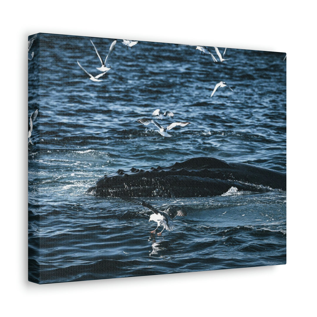 Humpback Hello - Canvas