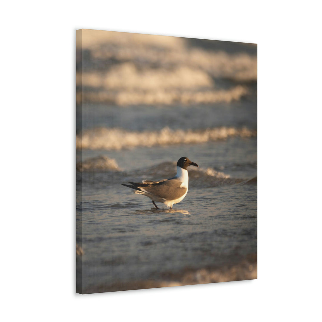 Laughing Gull in the Surf - Canvas