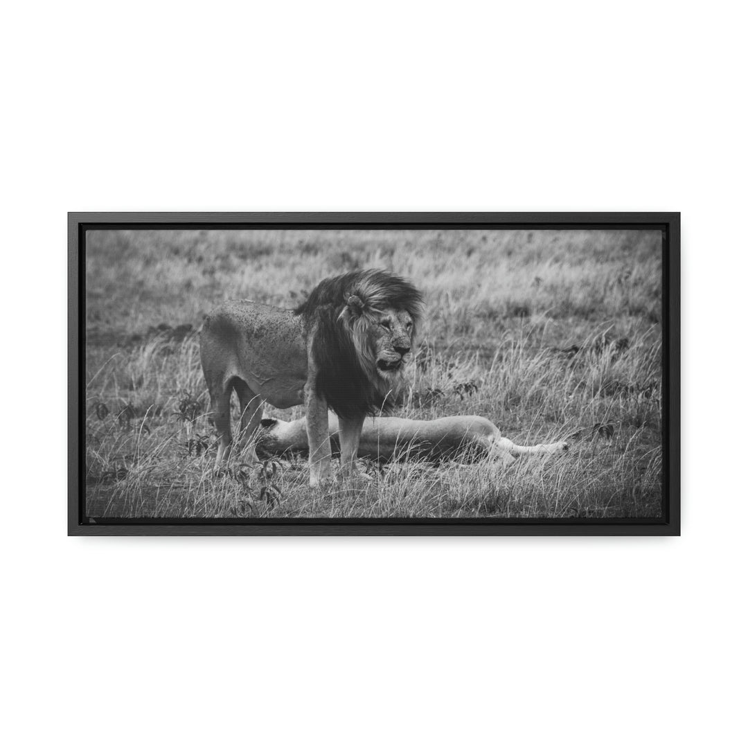 Mating Lions in Black and White - Canvas with Frame