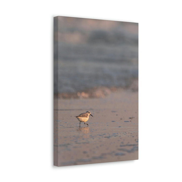 Sanderling in Soft Dusk Light - Canvas