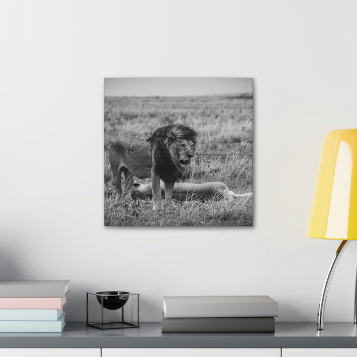 Mating Lions in Black and White - Canvas