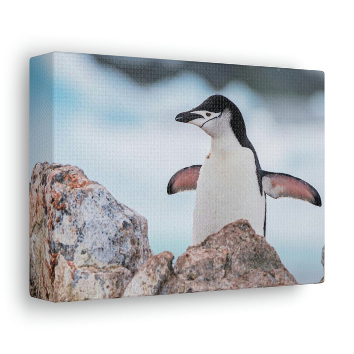 Stretched Penguin - Canvas