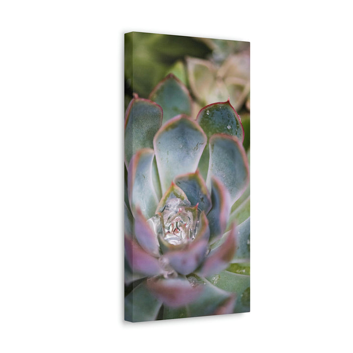 Stunning Succulent - Canvas