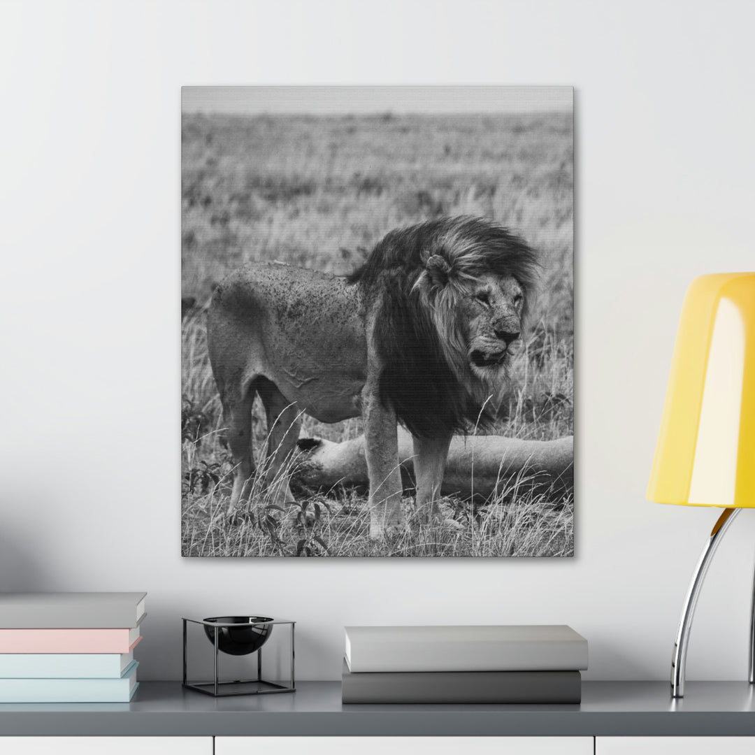 Mating Lions in Black and White - Canvas