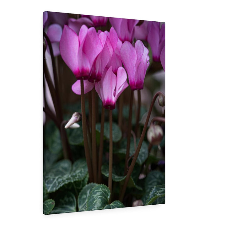 Cyclamen Reach - Canvas